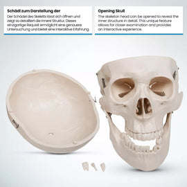 Skelet Anatomie model levensgroot zonder spier weergave met poster NIEUW